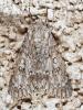 326245 – Photo : Cédric Mondy – France (94)