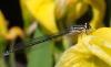326445 – Photo : Catherine Reymonet-Smitten – France (19)