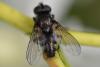 326243 – Photo : Christian Berquer – France (50)