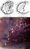 326487 – Photo : Chen & dessins Coléonet – France (60)