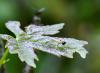 326133 – Photo : Bernard Mallet – France (38)