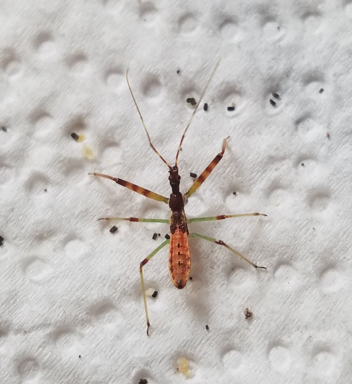 Vincent Mathy - Nagusta goedelii - réf. 326761 (1219 x 1330 pixels, 188 ko)