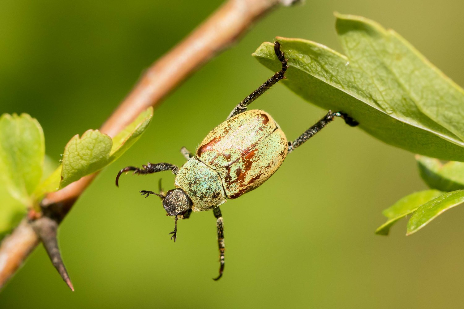 Didier Martin - Hoplia (Hoplia) argentea - réf. 326192 (1500 x 1000 pixels, 165 ko)