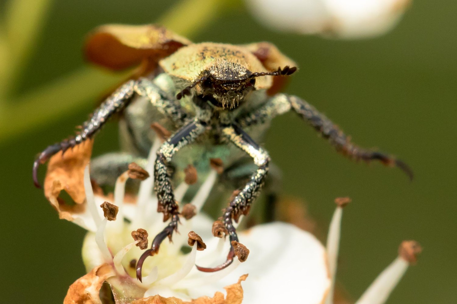 Didier Martin - Hoplia (Hoplia) argentea - réf. 326193 (1500 x 1000 pixels, 178 ko)
