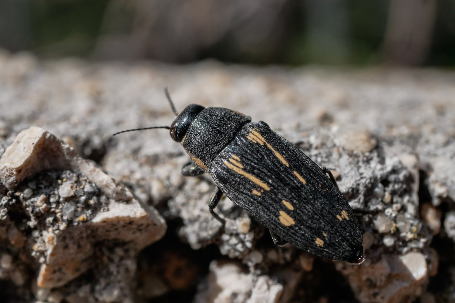 BourrinOman - Buprestis (Buprestis) novemmaculata - réf. 326115 (1500 x 1001 pixels, 182 ko)