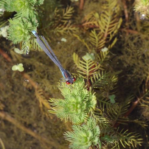 Réf. 327 243 : Erythromma viridulum