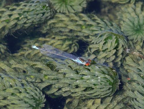 Erythromma viridulum