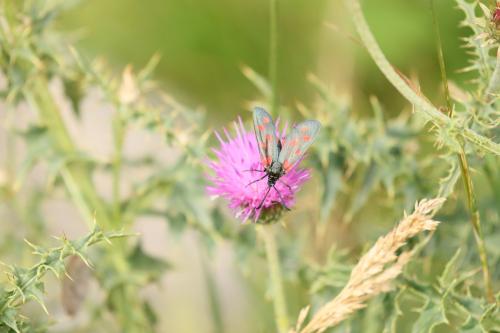 Zygaena transalpina