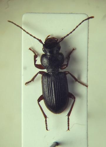 Carterus sp.