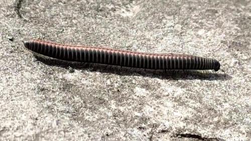 Réf. 327 712 : Ommatoiulus sabulosus