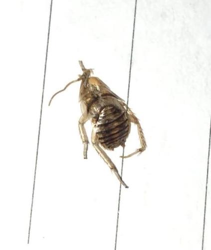 Planuncus vinzi