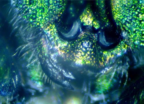 Réf. 327 820 : Chrysura hirsuta