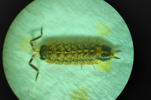 Acaeroplastes melanurus