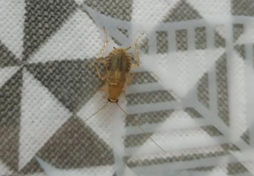 Planuncus vinzi