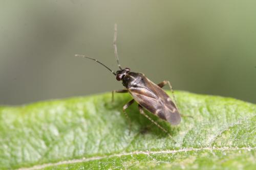 Réf. 327 491 : Monosynamma bohemanni