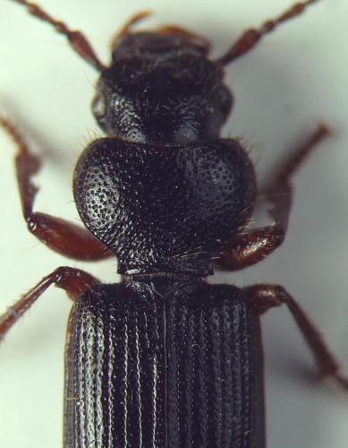 Carterus sp.