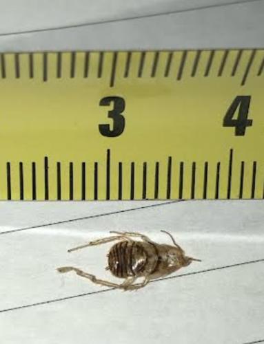 Planuncus vinzi