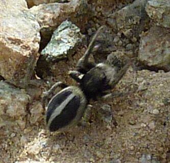 Réf. 327 001 : Attulus longipes