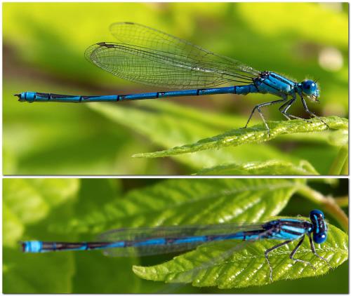 Erythromma lindenii