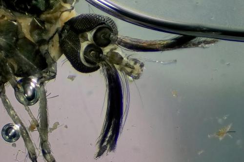 Réf. 327 822 : Dasyhelea sp.