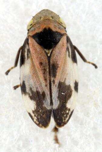 Philaenus spumarius