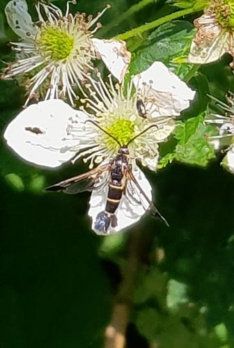 Synanthedon sp.