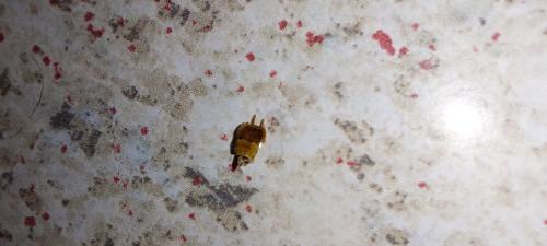 Planuncus vinzi