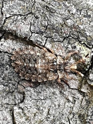 Aradus sp.