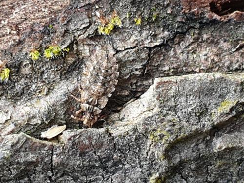 Réf. 327 667 : Aradus sp.