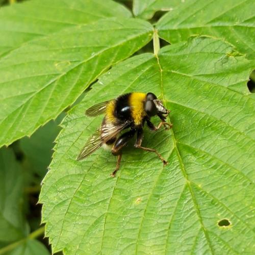 Sericomyia bombiformis