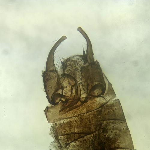 Dasyhelea sp.
