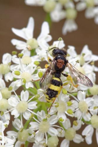 Cerceris rybyensis