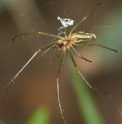 Tetragnatha sp.