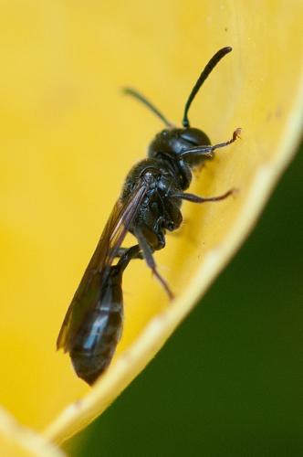 Mimumesa sp.