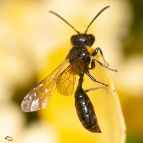 Mimumesa sp.