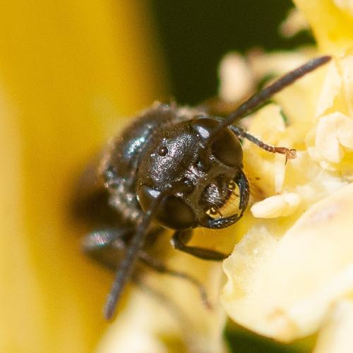 Mimumesa sp.