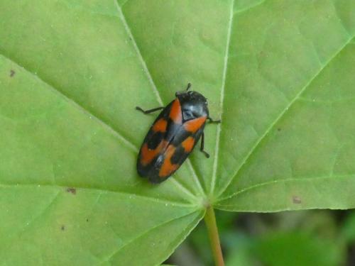 Cercopis vulnerata