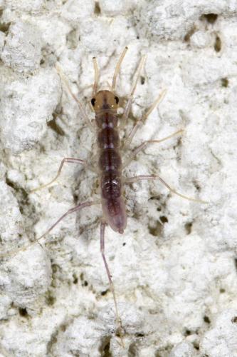 Réf. 327 047 : Scutigera coleoptrata