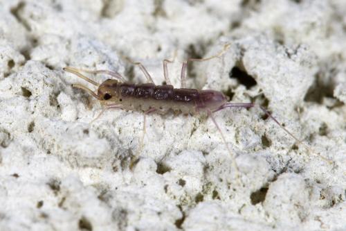 Réf. 327 048 : Scutigera coleoptrata