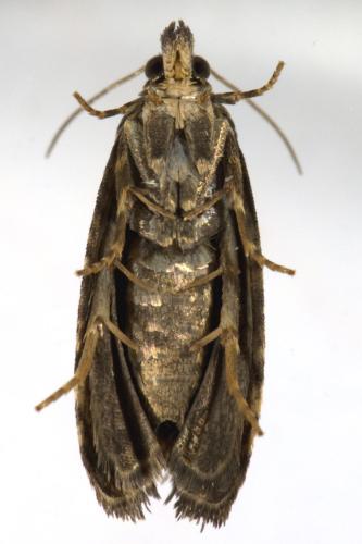 Réf. 327 835 : Endothenia sp.