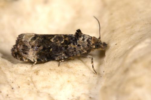 Réf. 327 834 : Endothenia sp.