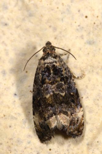 Réf. 327 833 : Endothenia sp.