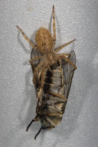 Réf. 327 911 : Zoropsis spinimana