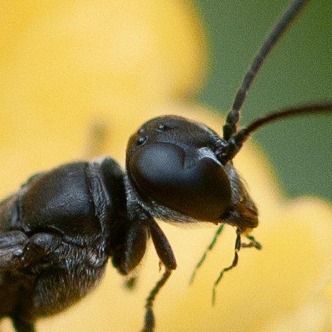 Trypoxylon sp.