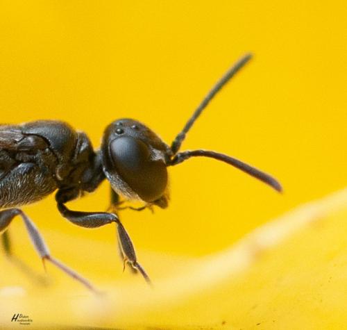 Trypoxylon sp.