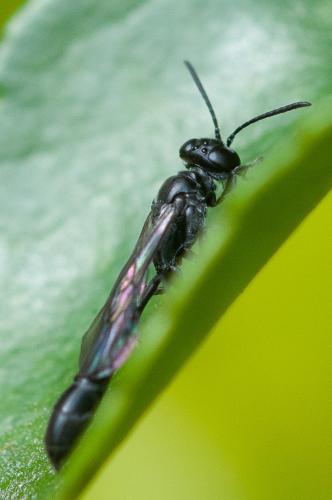 Trypoxylon sp.