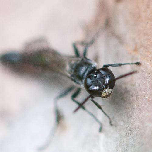 Trypoxylon sp.