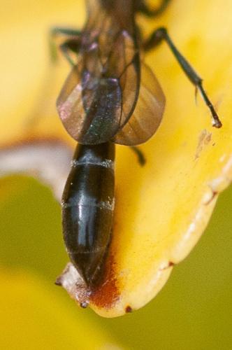 Trypoxylon sp.