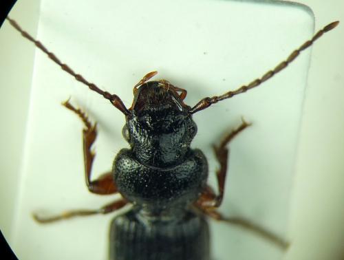 Carterus sp.