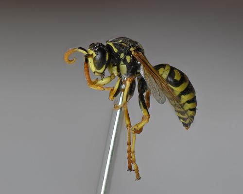 Réf. 327 012 : Polistes dominula